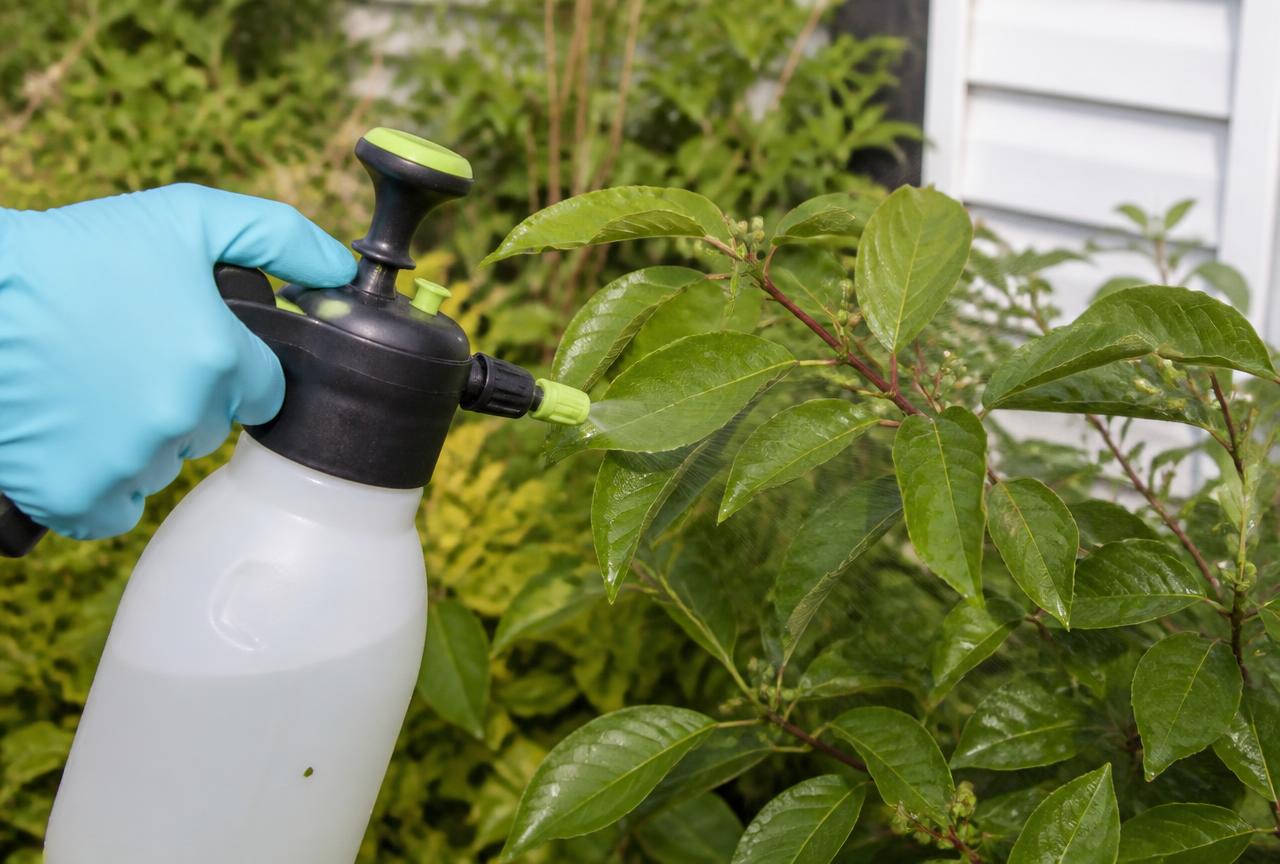 Handheld pump sprayer applying a targeted treatment beneath shrub leaves in a healthy residential garden