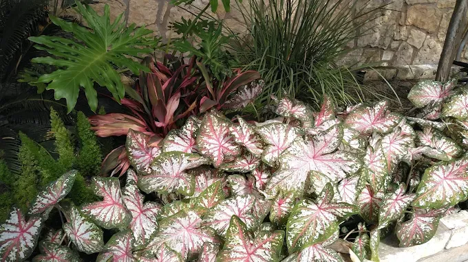 Caladium shade garden cared for by LBJ Gardens at a residential property in Kingsland, Texas near Lake LBJ